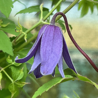 Clematis alpina SDR3611